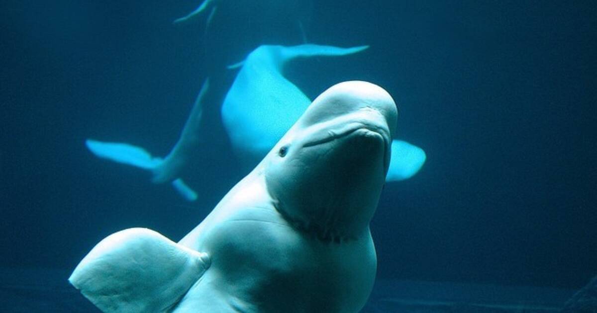 Yet Another SeaWorld Tragedy: Beluga Mysteriously Dies At 38